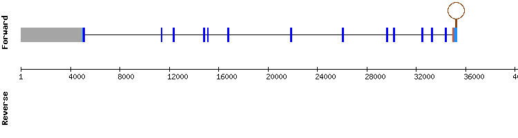 gene structure