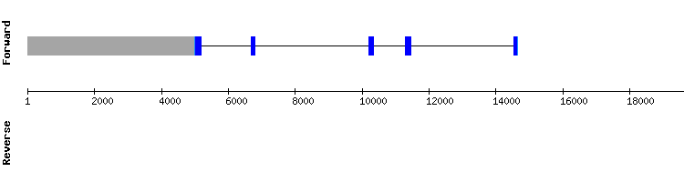 gene structure