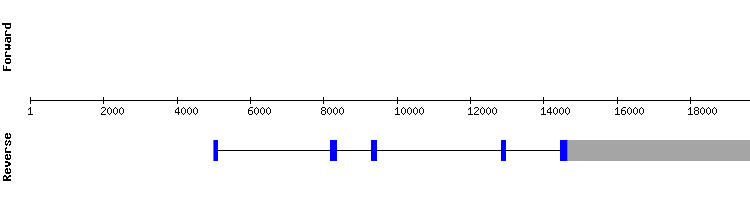 gene structure