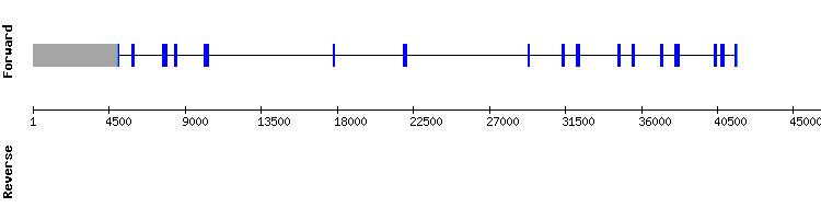 gene structure
