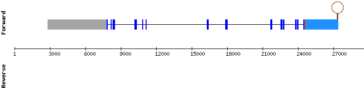 gene structure