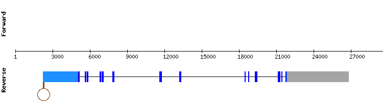 gene structure