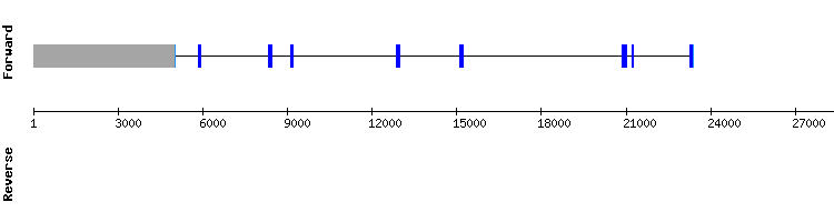 gene structure