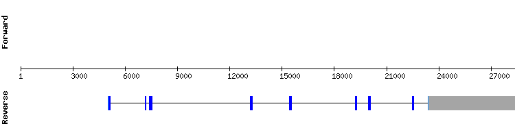 gene structure