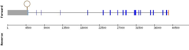gene structure