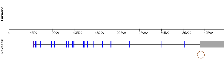 gene structure