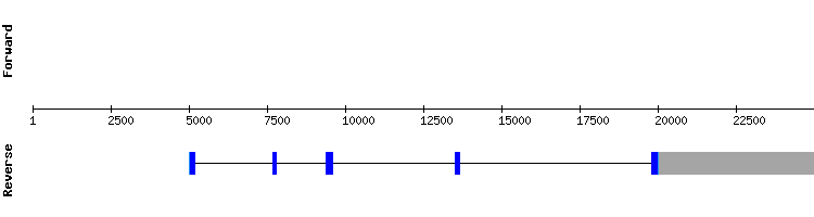 gene structure