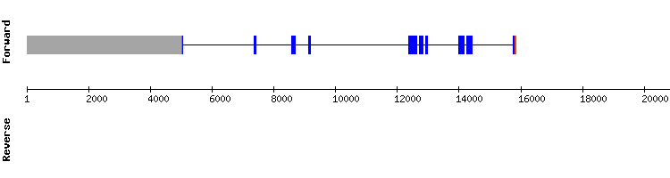 gene structure