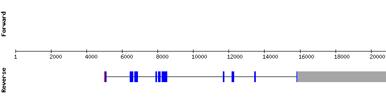 gene structure