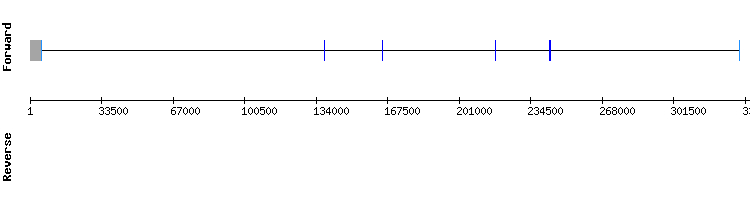 gene structure