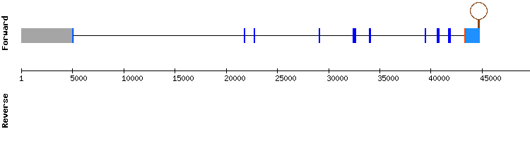 gene structure