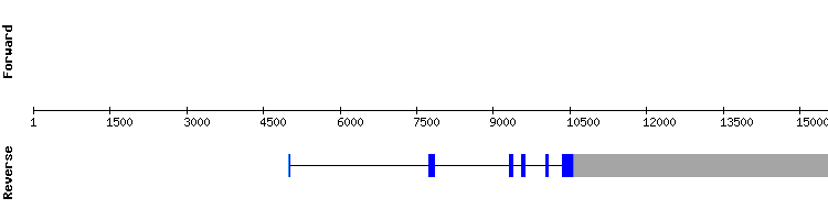 gene structure