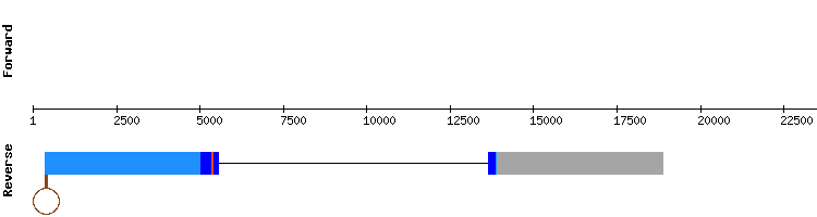 gene structure