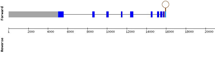 gene structure