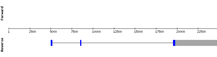 gene structure