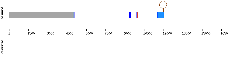 gene structure