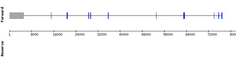 gene structure