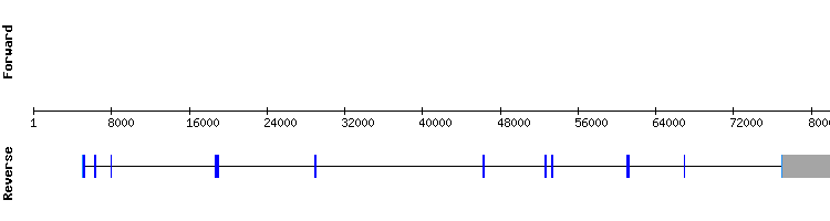 gene structure