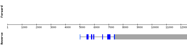 gene structure