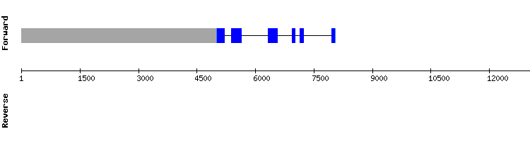 gene structure