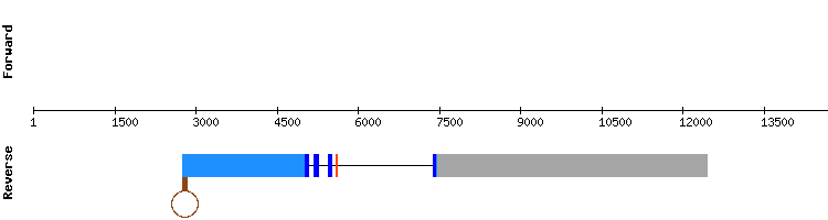 gene structure