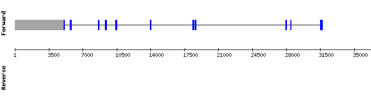 gene structure