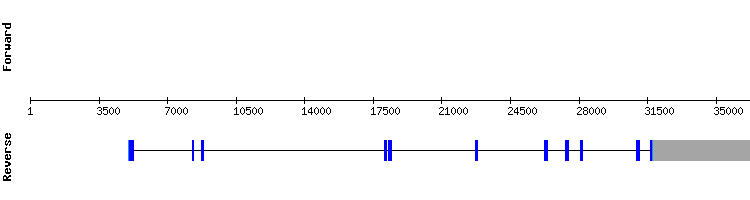 gene structure