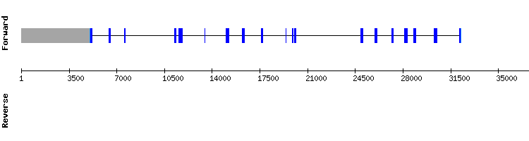 gene structure