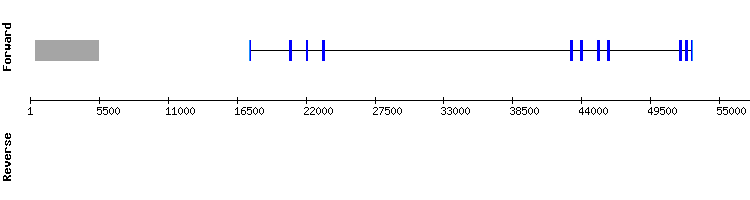 gene structure