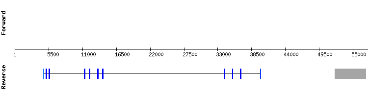 gene structure
