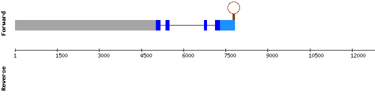 gene structure