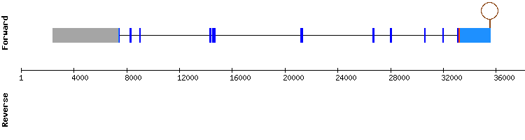 gene structure