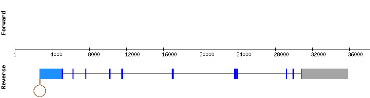 gene structure