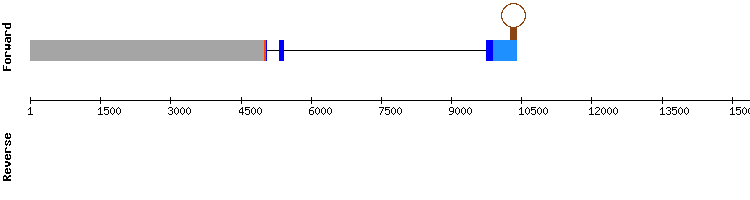 gene structure