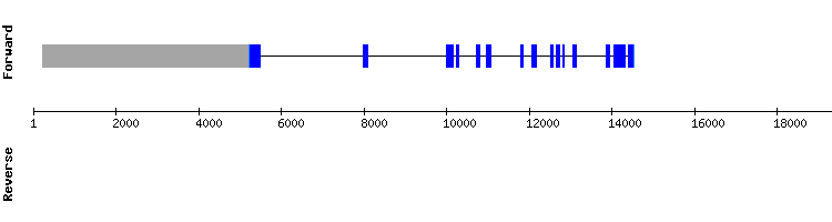 gene structure