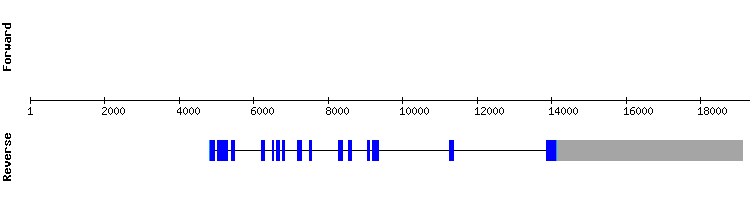 gene structure