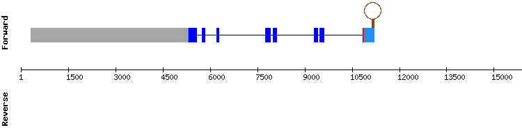 gene structure