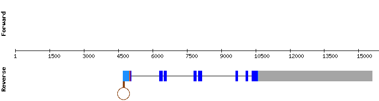 gene structure