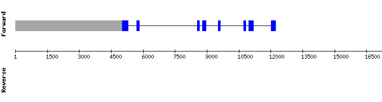 gene structure