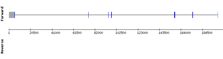 gene structure