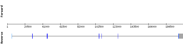 gene structure
