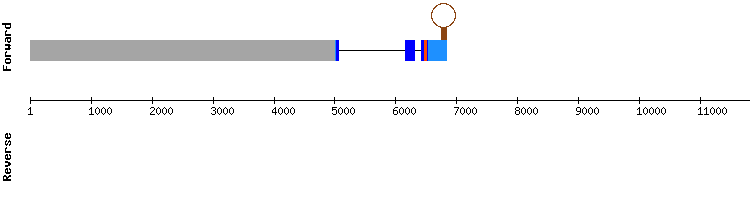 gene structure