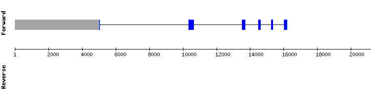 gene structure