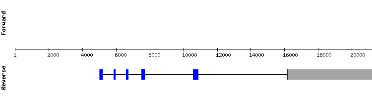 gene structure