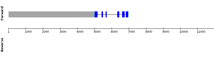 gene structure