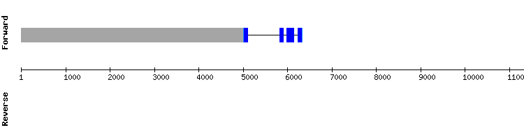 gene structure