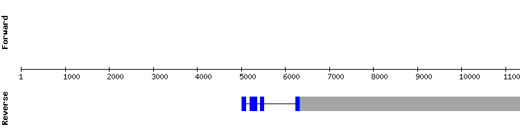 gene structure