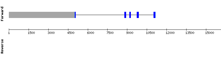 gene structure