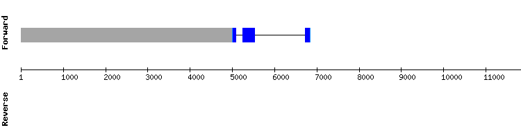 gene structure