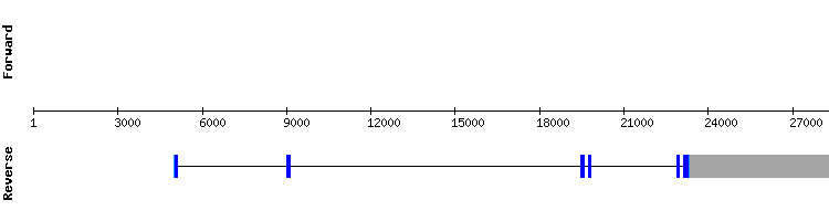 gene structure
